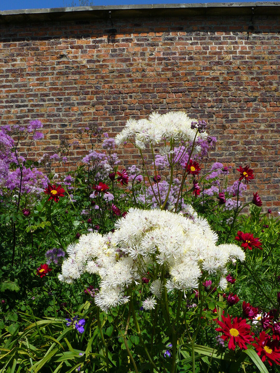 Also there's a wide variety of flowering plants...