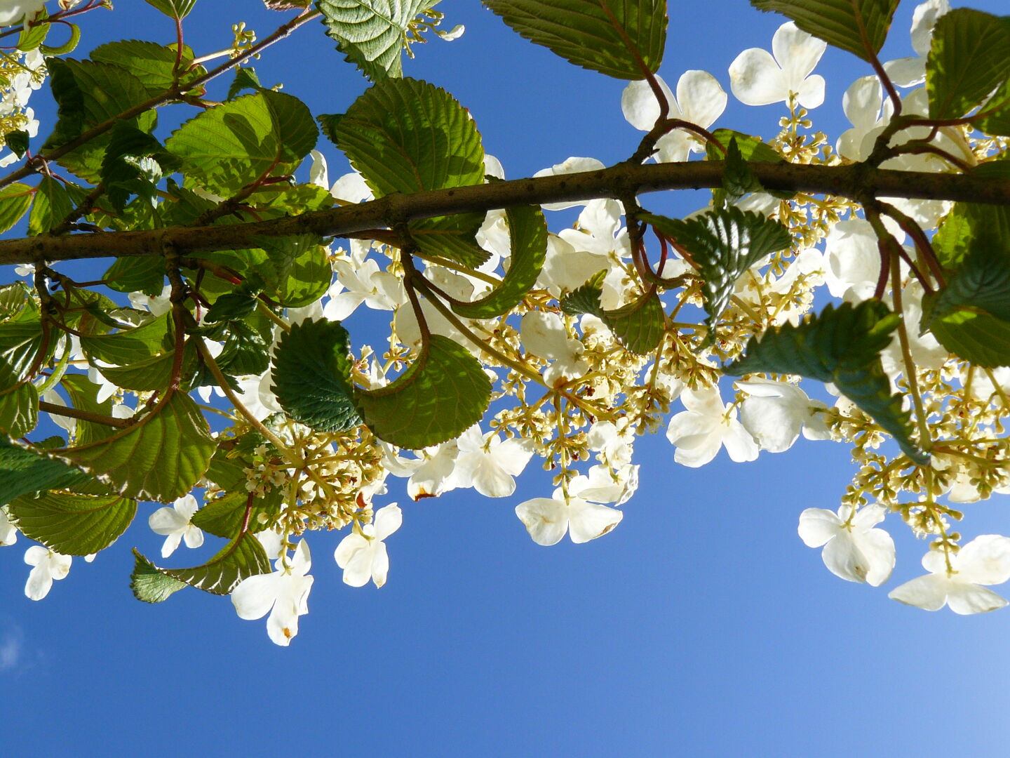...and trees which were in full bloom.