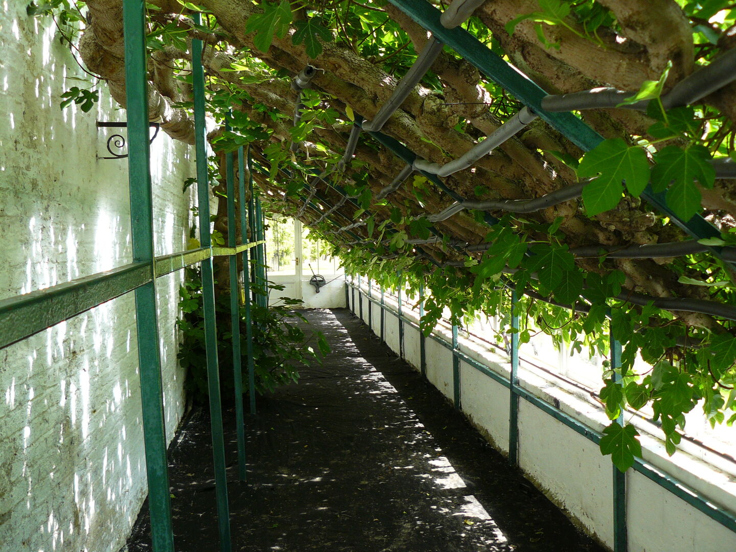 One thing they are especially proud of is this fig tree that was brought from Italy in 1786.