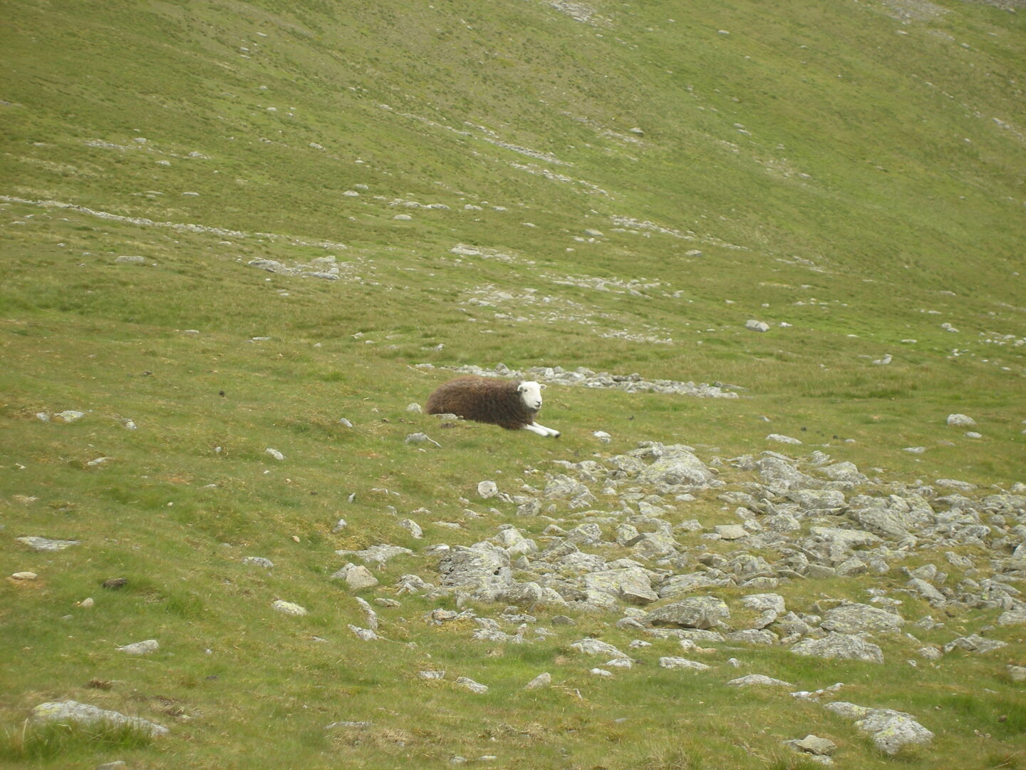 Eins von vielen Schafen.
