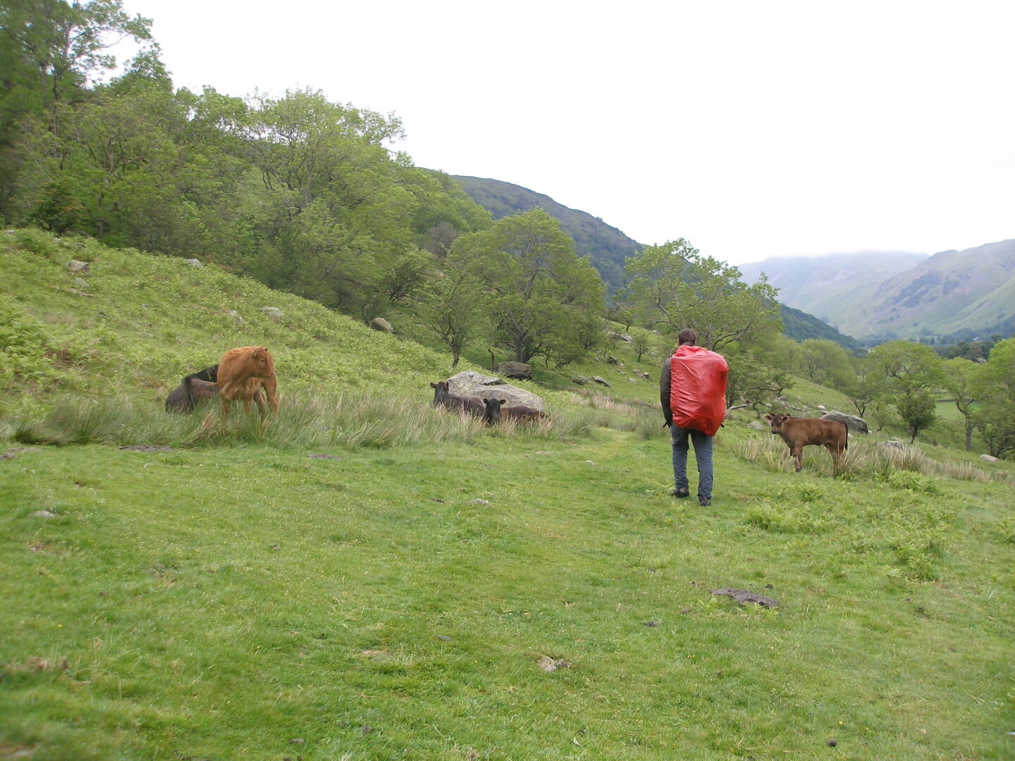 mitrotem Rucksack auf der Bullenweide