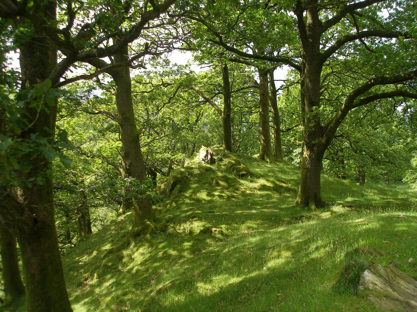 Romantisches Wäldchen.