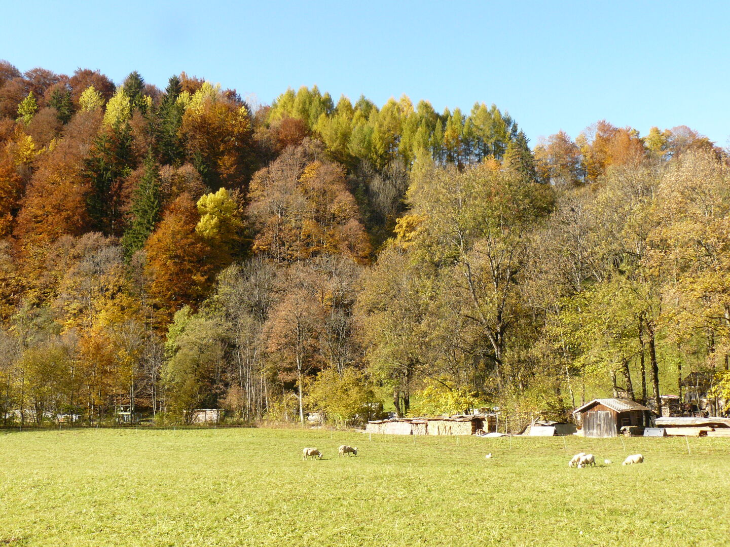 Da dachte ich, nach einem Jahr in England weiß ich alles über Schafe, und dann das! Habe jetzt gelernt, es gibt Winterschafe, die im Herbst ihre Lämmer kriegen.