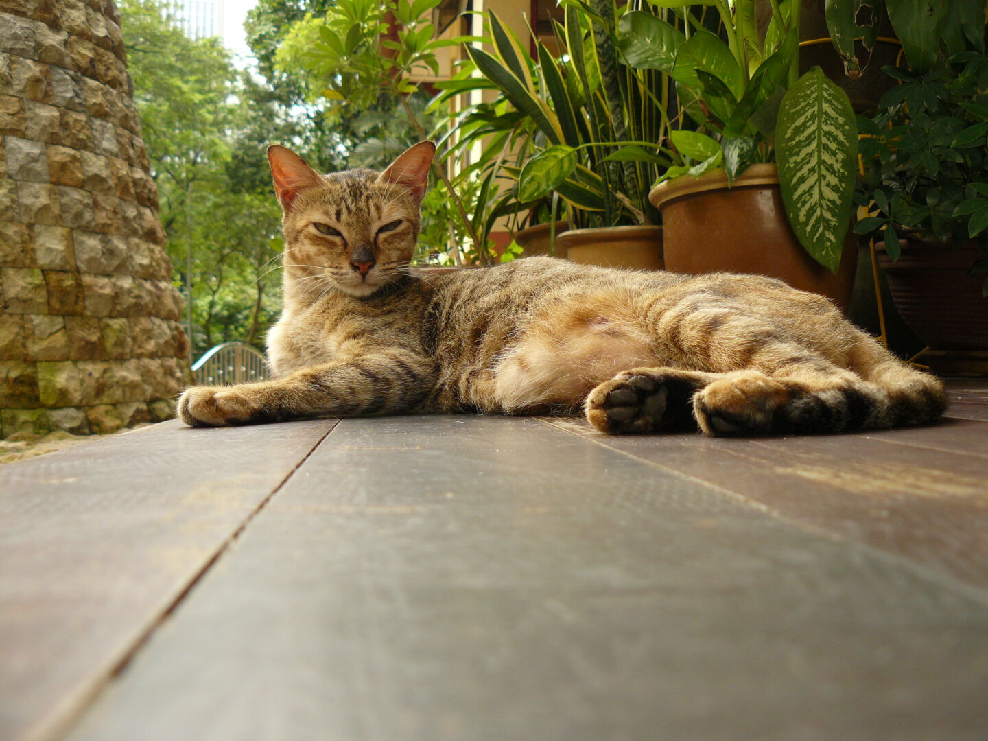 Katzen sind hier allgegenwärtig.