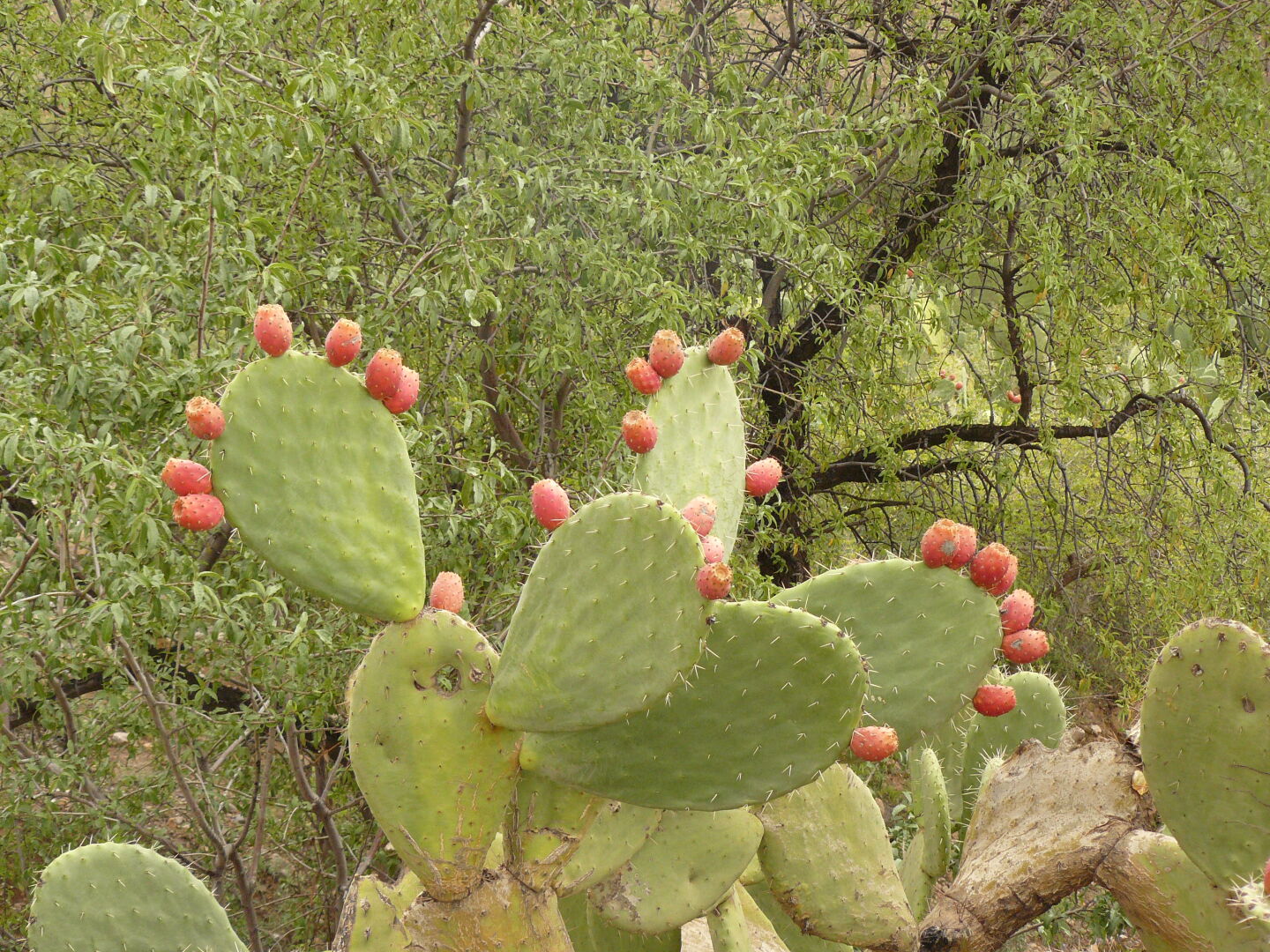 Safran-Krokus und Feigenkaktus.