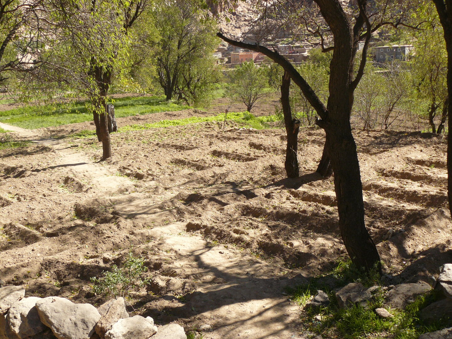 Felder bei Ait-es-Sine