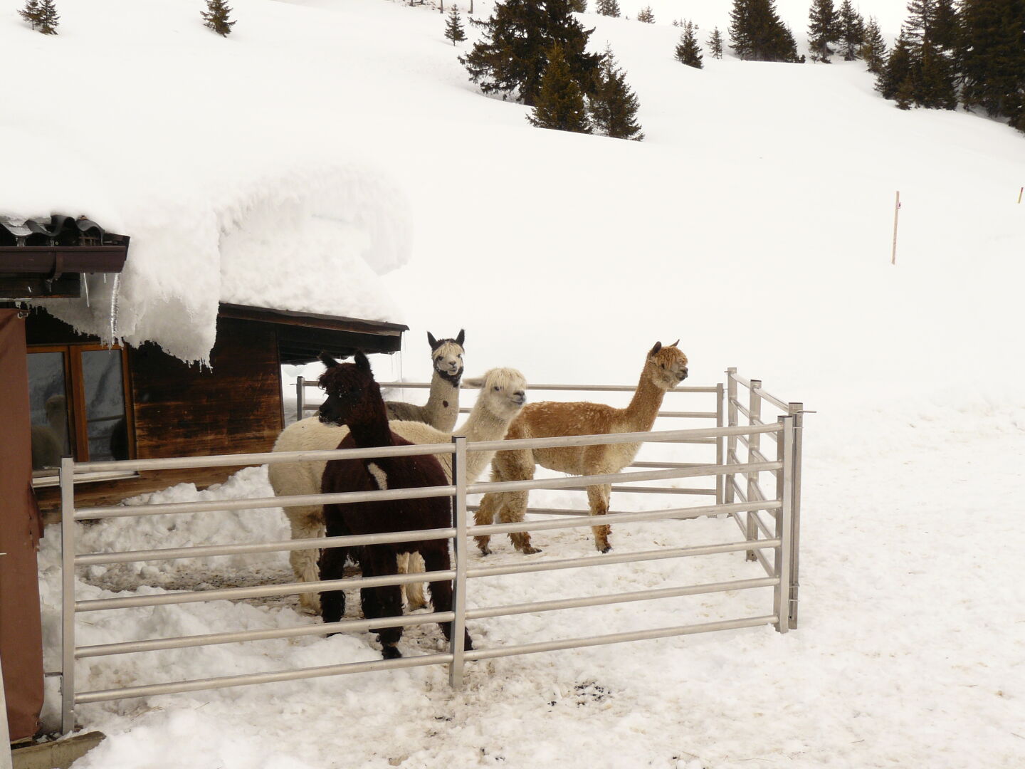The Llama Karma Cafe? No, the Restaurant Le Relais.