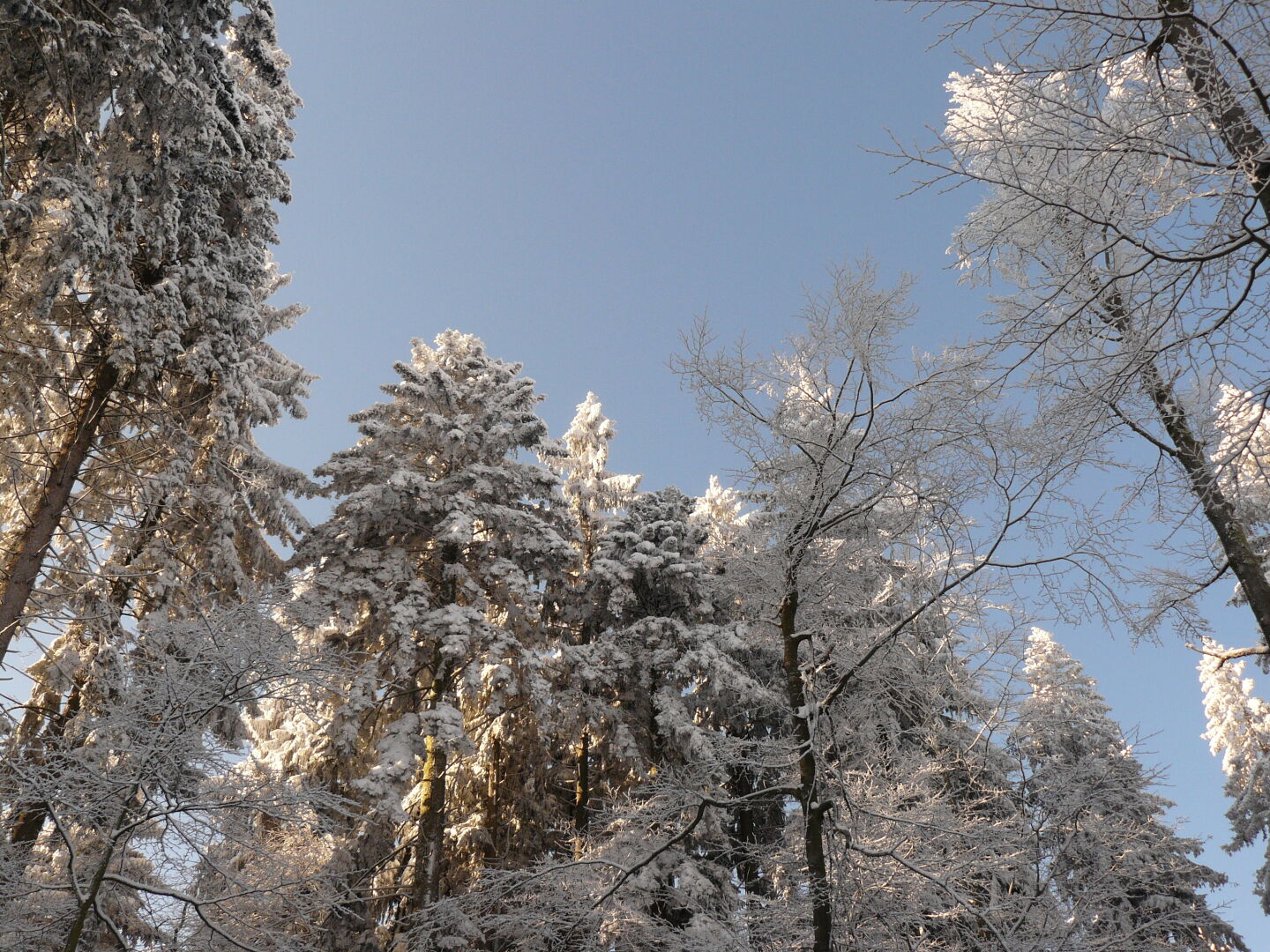 Erste Sonnenstrahlen auf den verschneiten Bäumen.