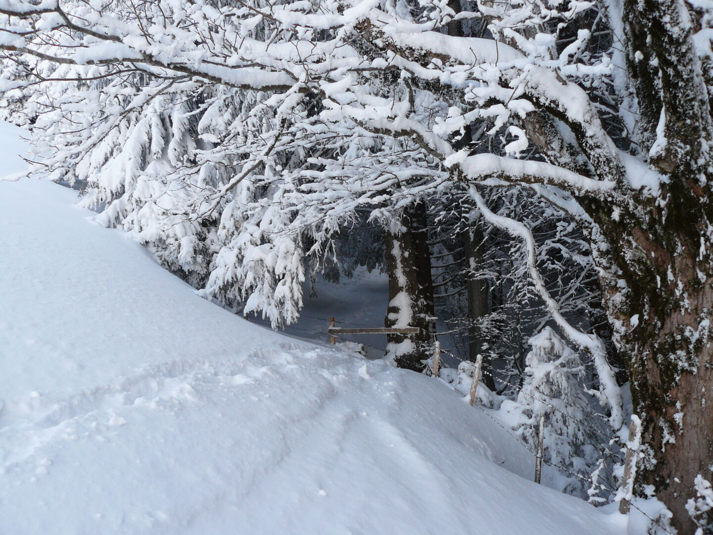 Eingang zum Bergwald.
