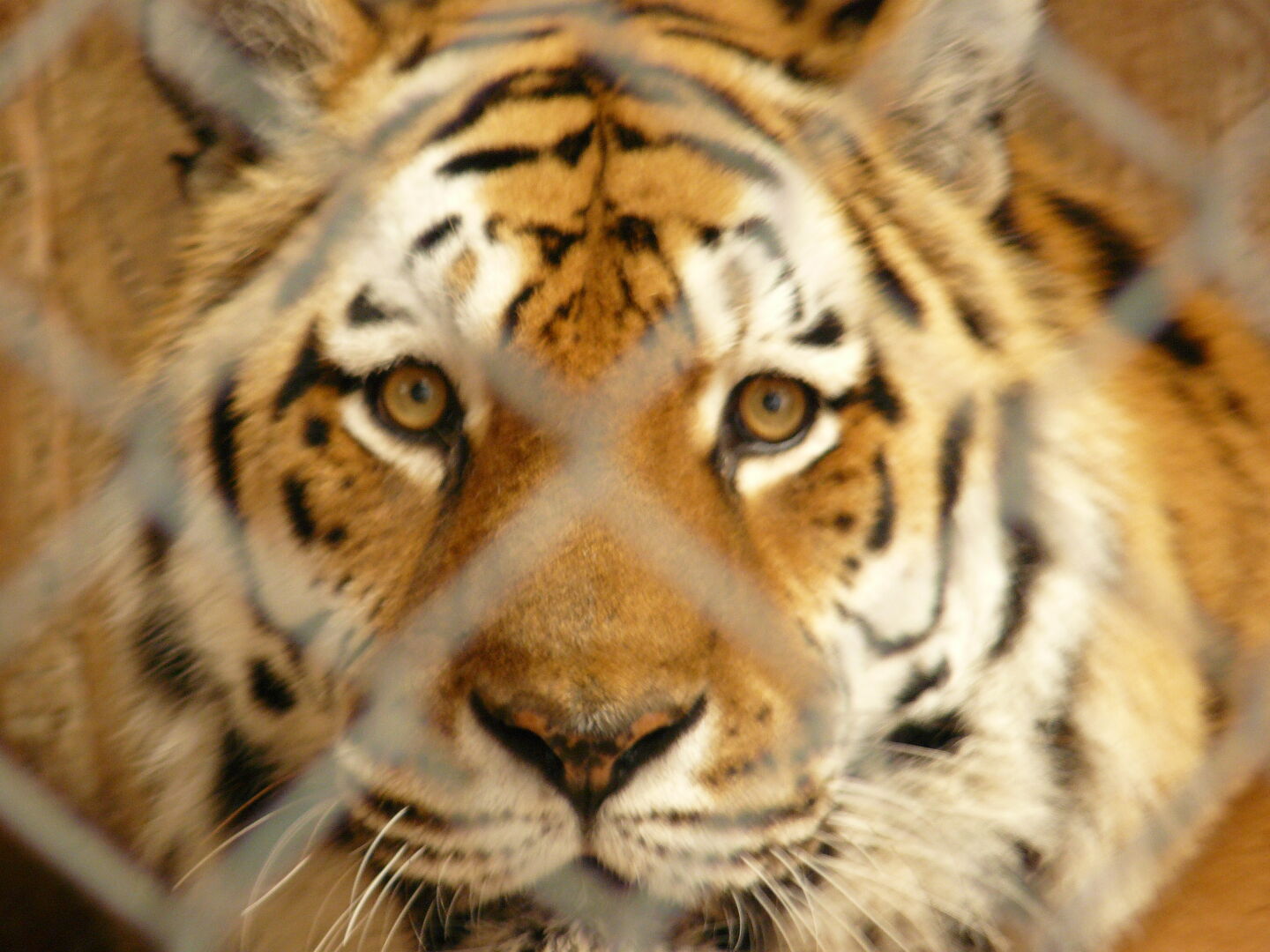 Im Tierpark Hellabrunn. Siehe auch die Fotos.