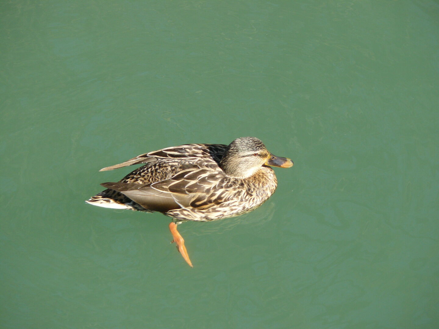 Die Aare in Bern. März 2012.