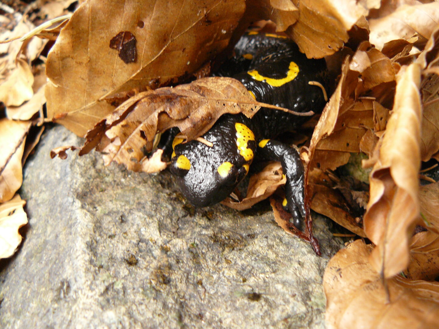 Feuersalamander in der Nähe von Bordei.