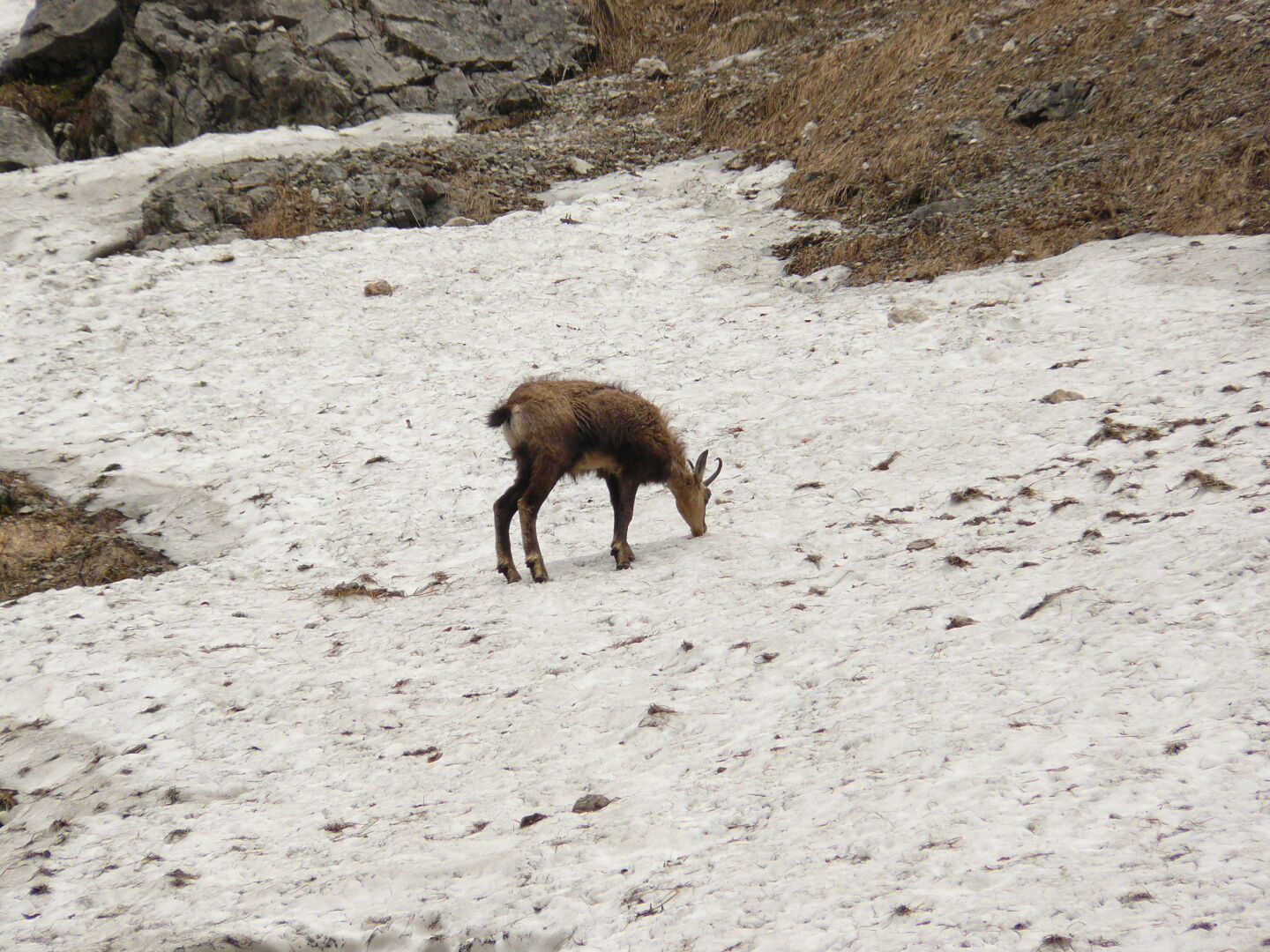 Die Gemsen sind die vielen Touristen wohl schon gewöhnt.