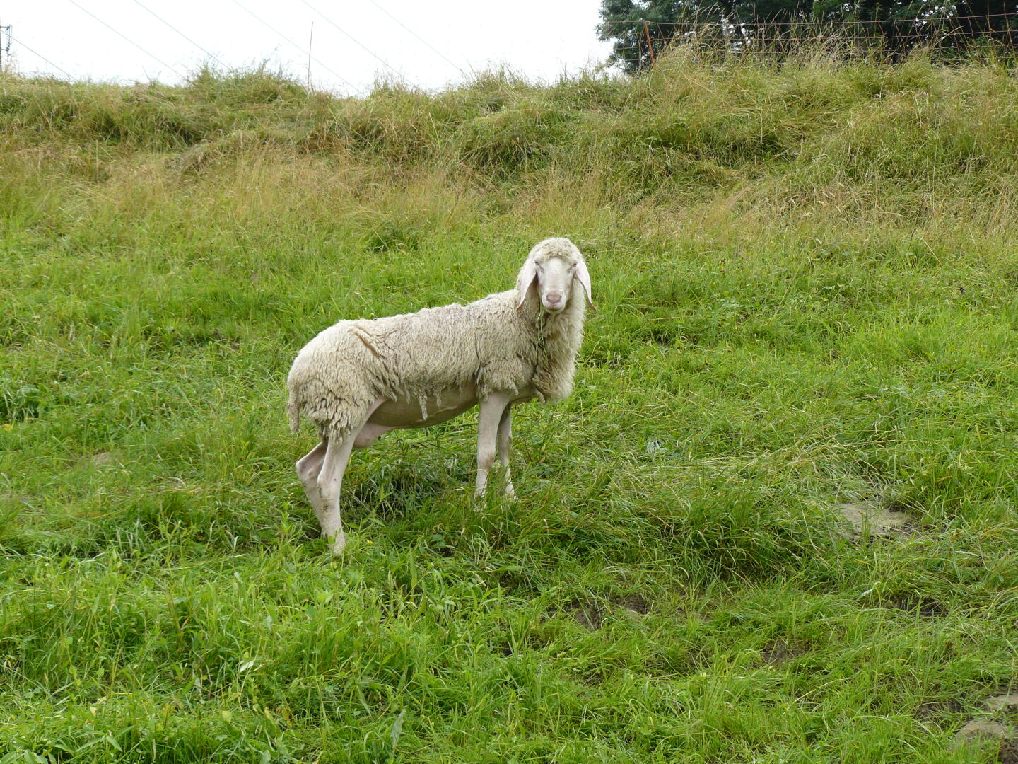Walking on the "Maximiliansweg", a long-distance hiking trail from West to East through the Bavarian Alps. As always, sheep are among my favourite photo subjects.