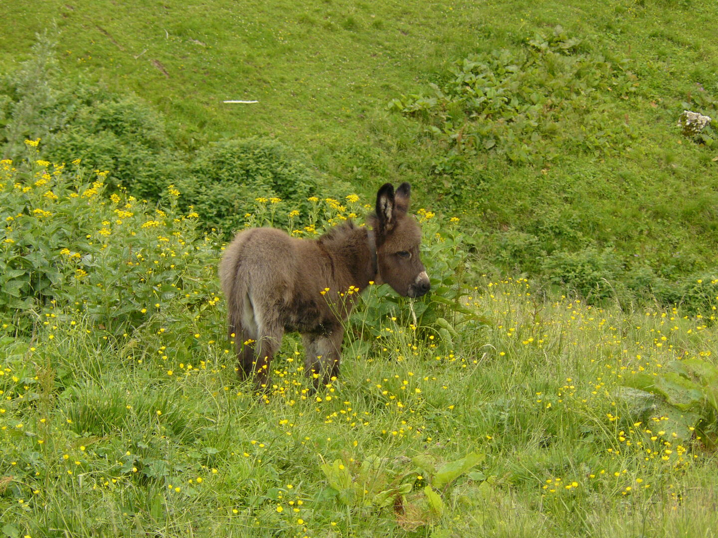 Baby donkey.