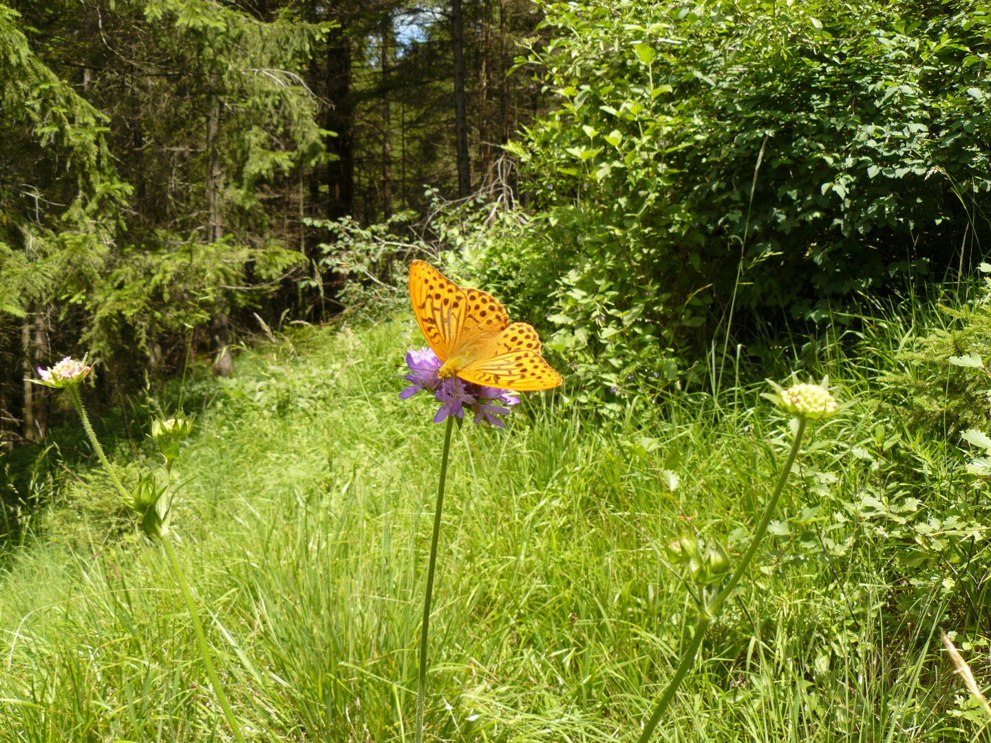 There were many butterflies everywhere.