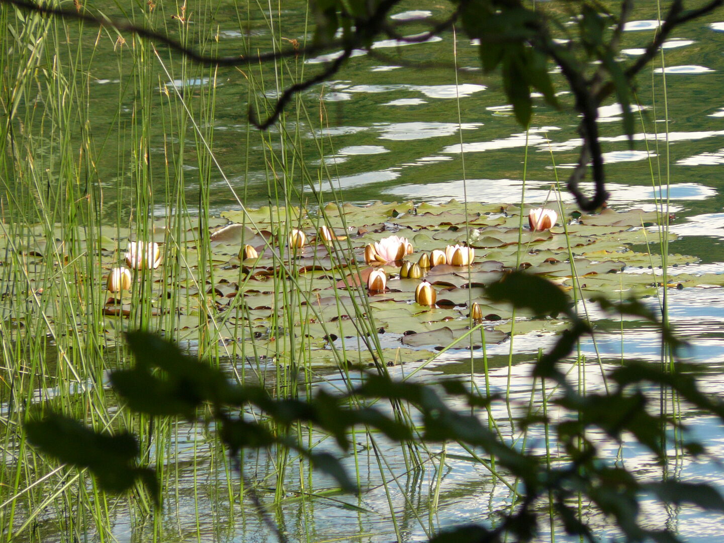 Waterlilies on Lake Alat, a small lake in the mountains that was very popular with locals and tourists for bathing.