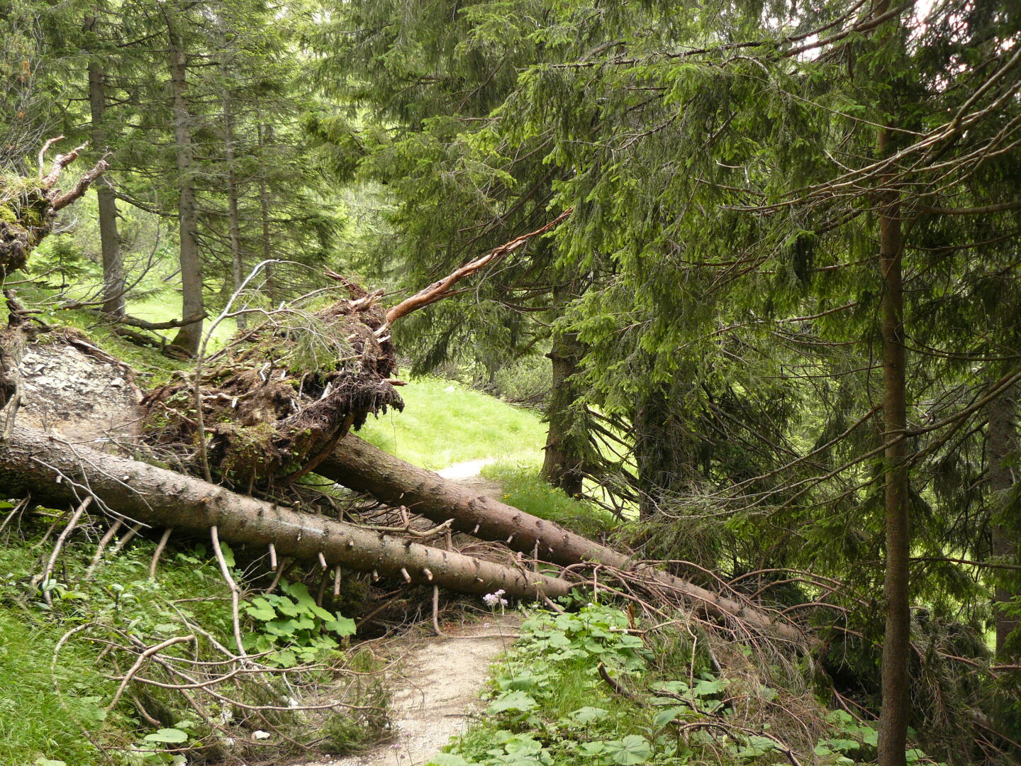 Often, trees were blocking the way.