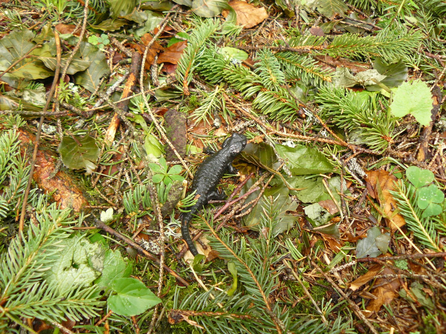 I met "Jonathan the Salamander" again.