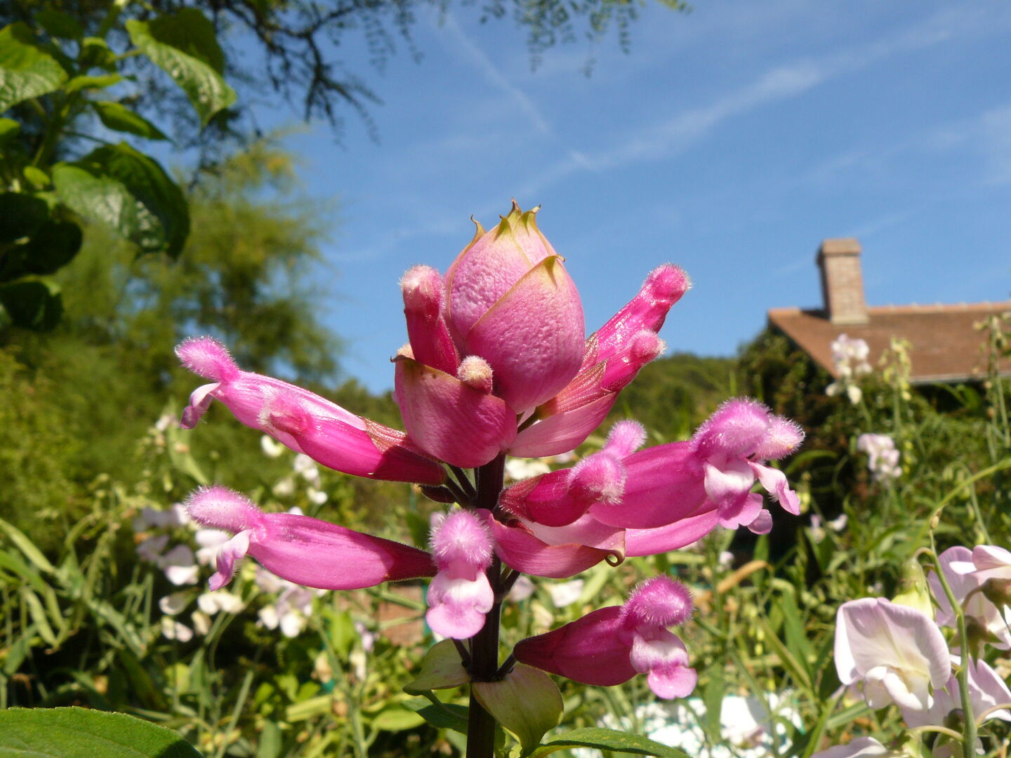Another pink flower.