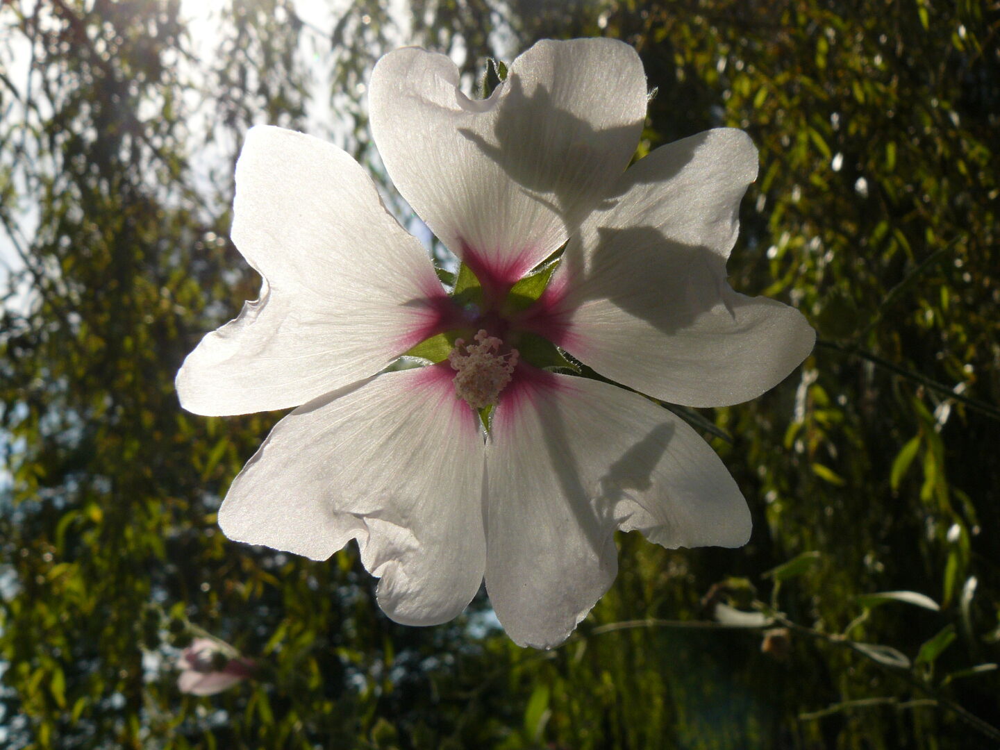 Another pink flower.