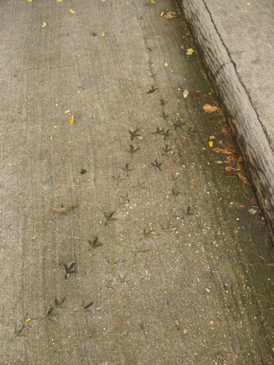 I&rsquo;d say, both a bird and a builder were very unhappy about what happened here.