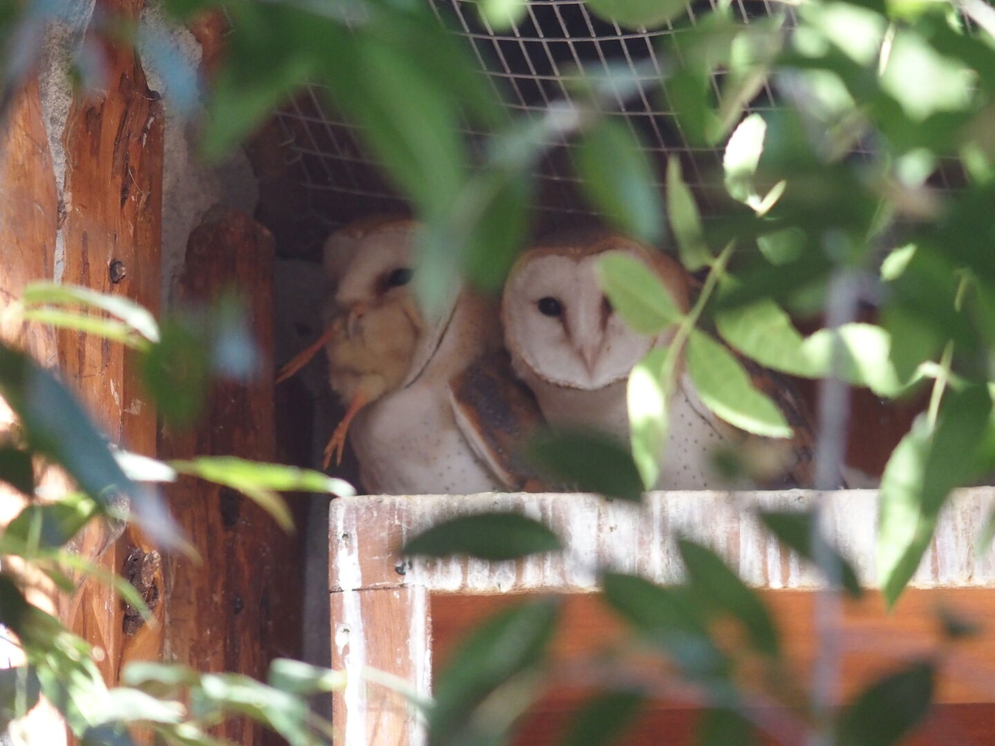 Limassol zoo is very small, but offered some unexpected highlights like this owl trying to get to grips with its Christmas dinner...