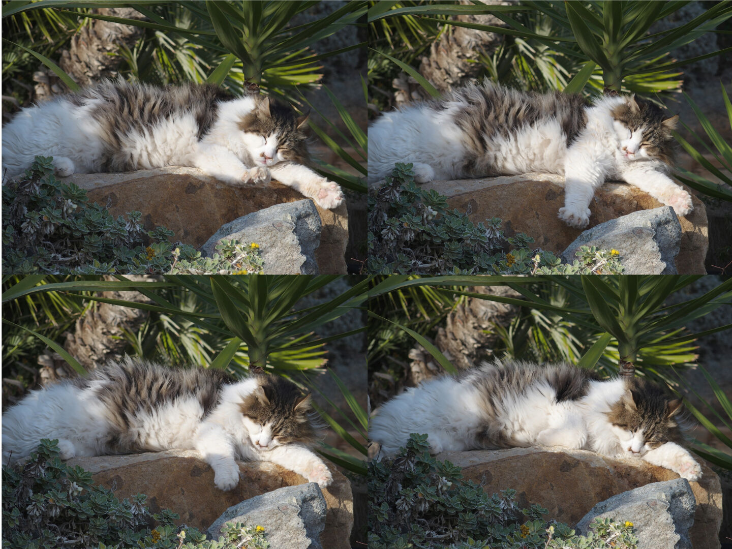 There were cats all over the place, doing what cats do when there&rsquo;s nothing else to do.