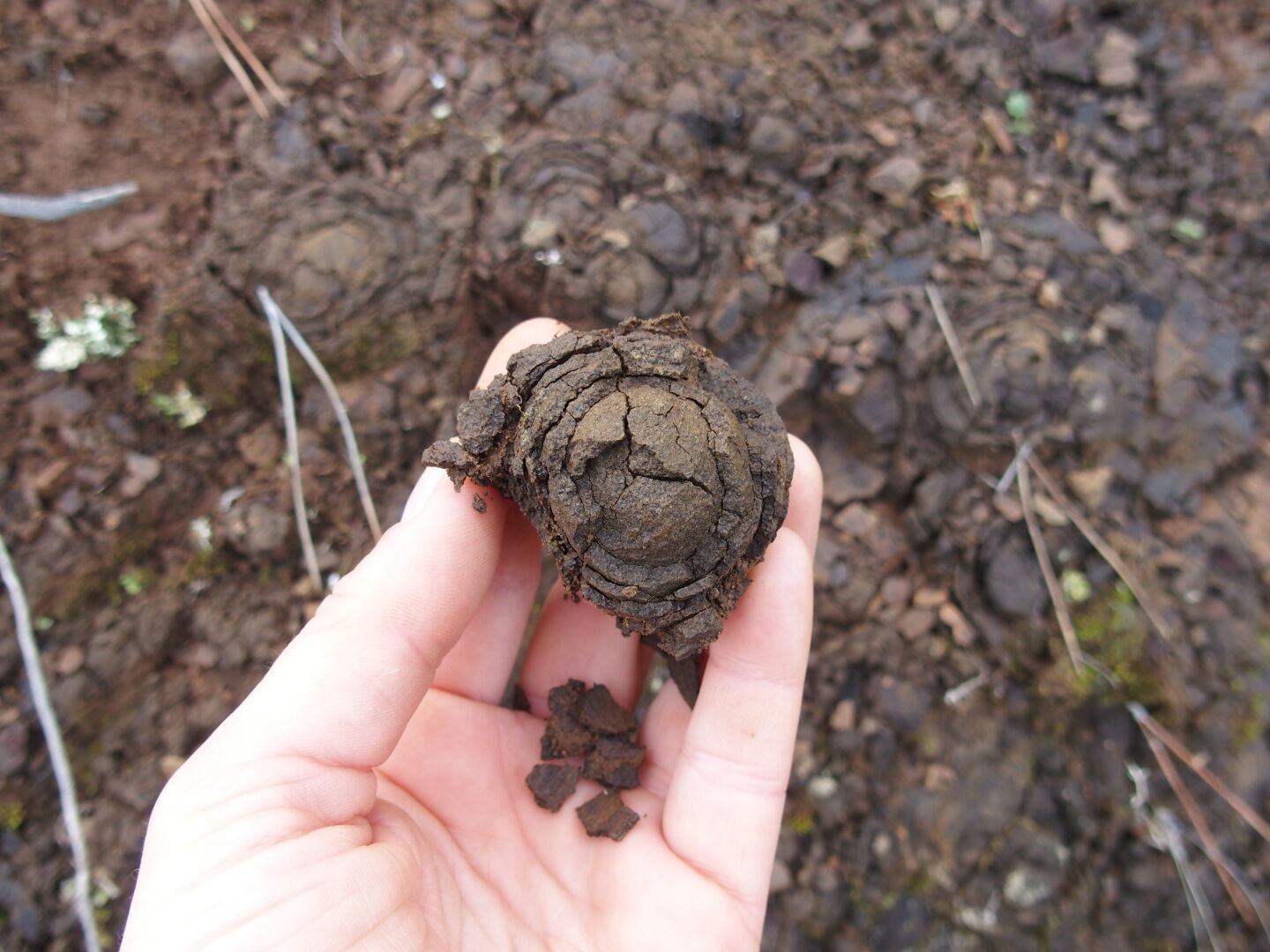 If anybody knows what kind of rock this is, please let me know! I call it dragon eggs.
