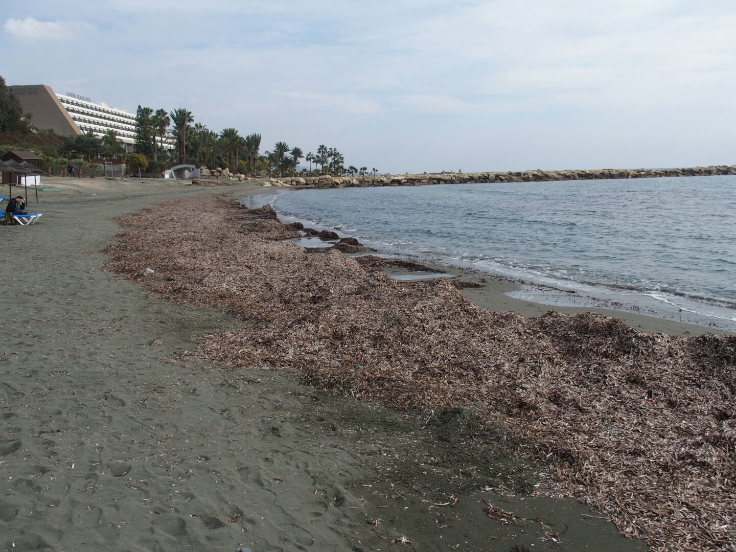 The storm has deposited lots of seaweed on the beach. Time to go home!