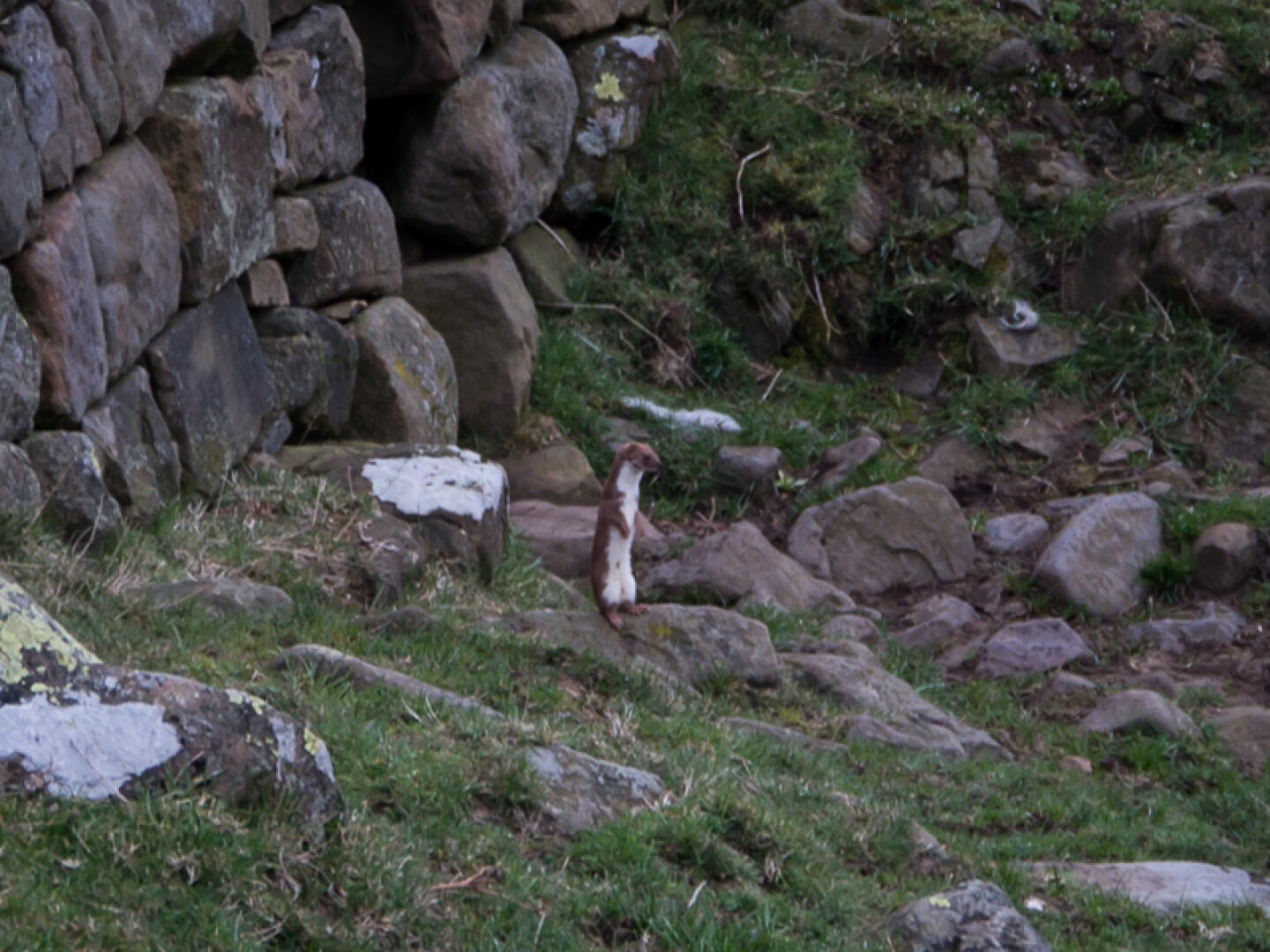 The weasel. Photo (c) Gerhard Bocksch. 