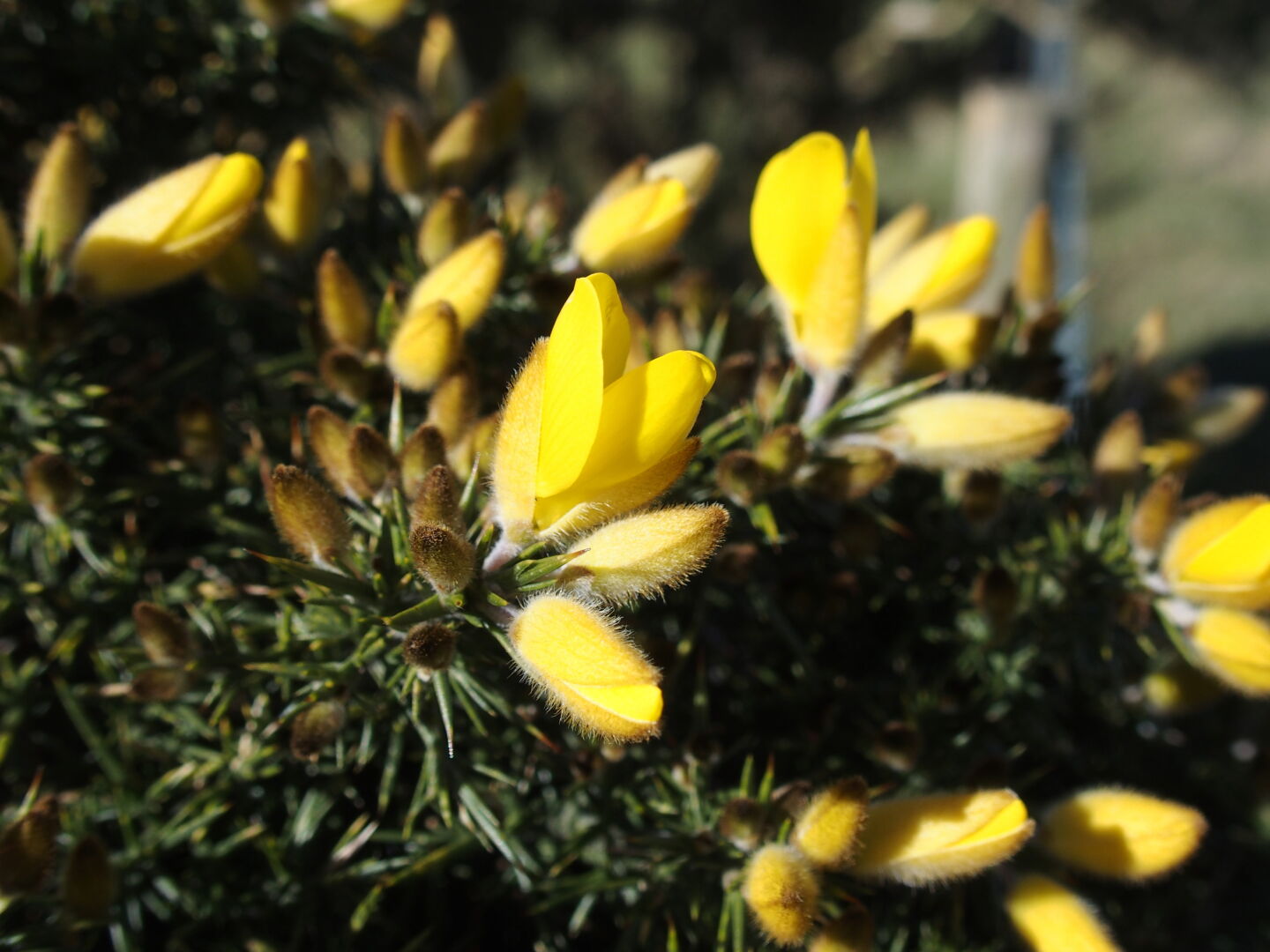 Gorse in full flower.
