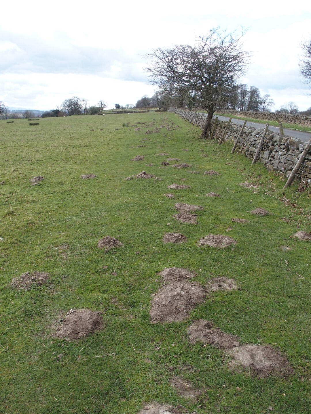 Follow the molehills!