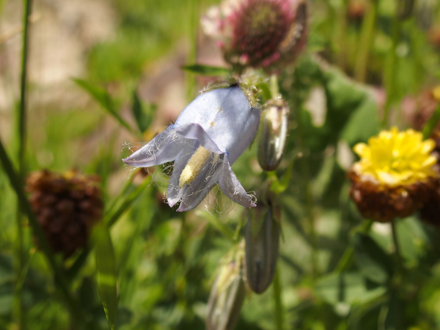 Already during my last stay, I noticed the incredibly rich flora of this area, and wasn&rsquo;t disappointed this time.