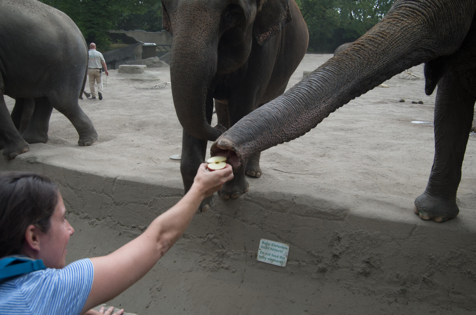 Elefanten f&uuml;ttern. (c) Gerhard Bocksch. Veröffentlicht mit freundlicher Genehmigung vom Tierpark Hagenbeck.