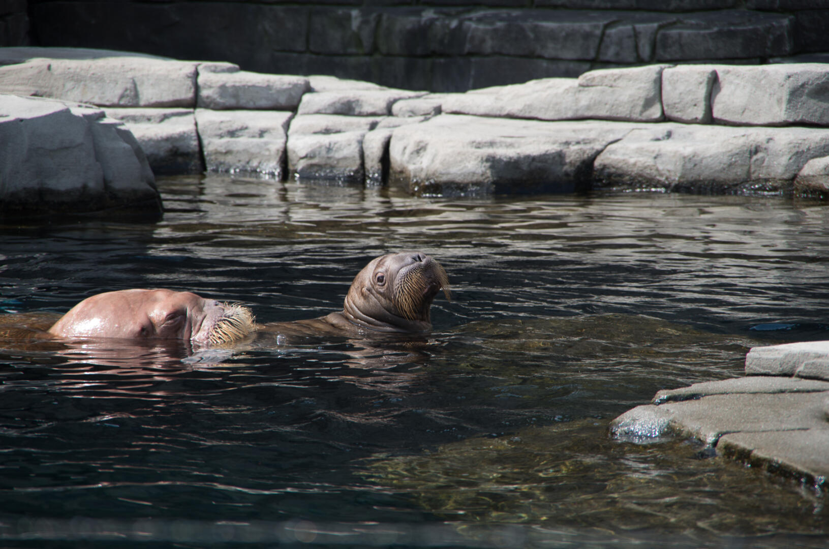 (c) Gerhard Bocksch. Veröffentlicht mit freundlicher Genehmigung vom Tierpark Hagenbeck.