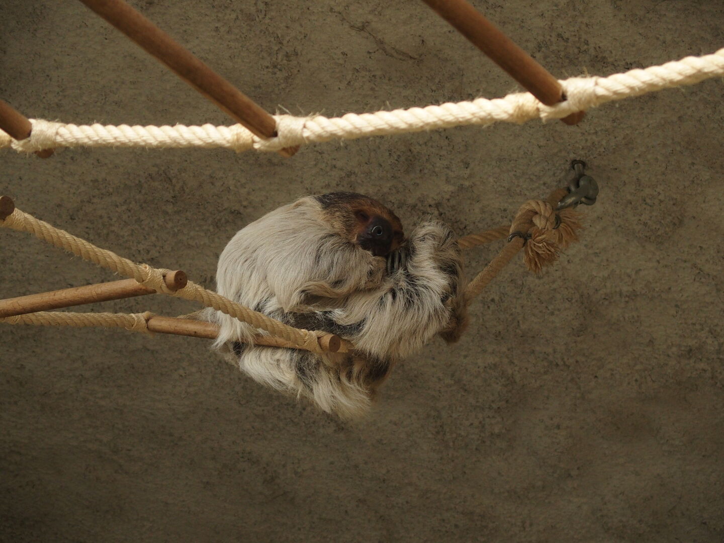 Das Faultier im Münchener Tierpark Hellabrunn macht seinem Namen mal wieder alle Ehre.