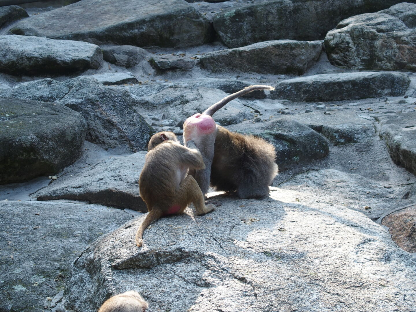 Falls ich noch mal wieder ein Bild von einem Pavian brauche, nehm ich dieses.