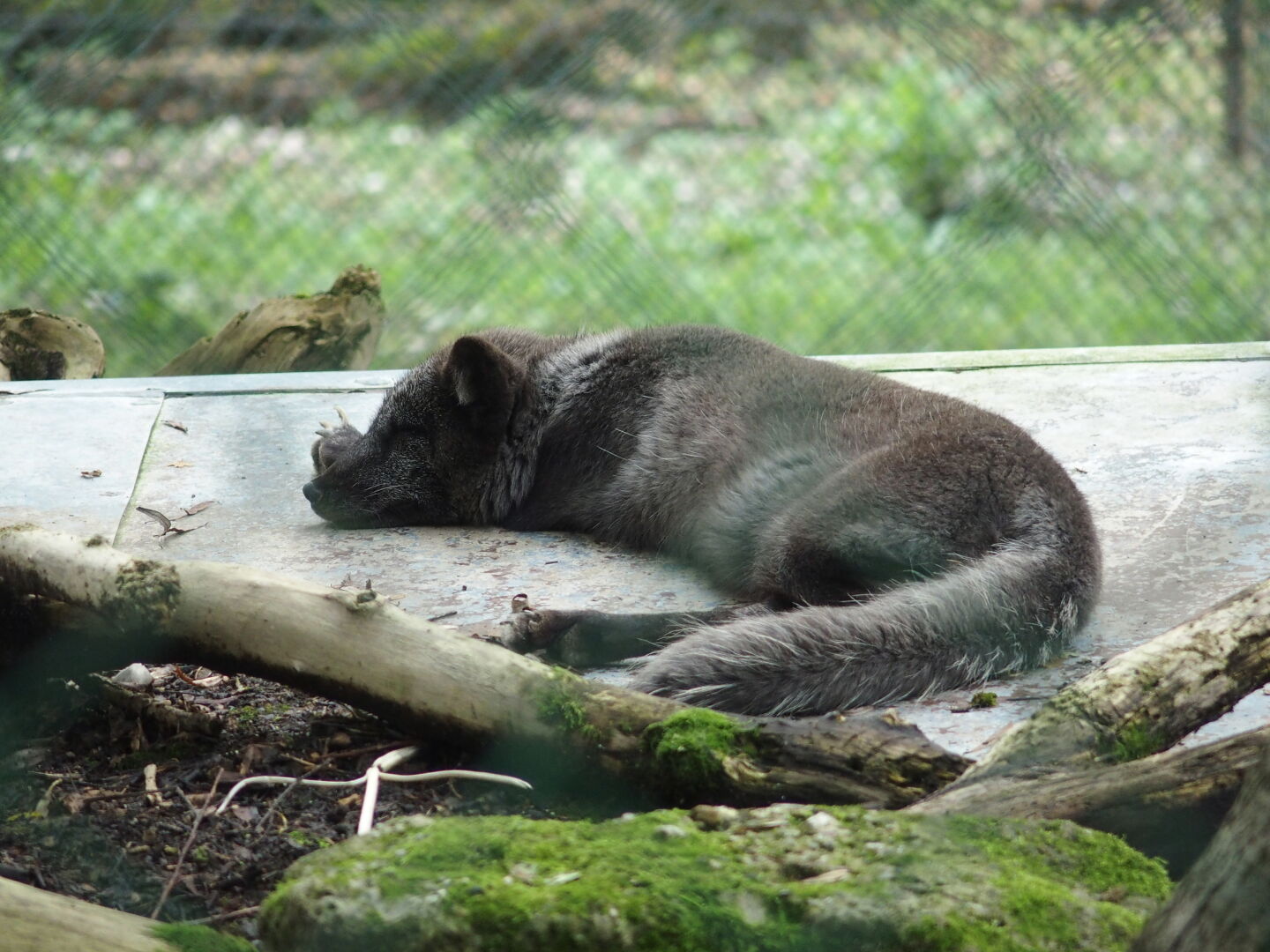 Wodurch unterscheiden sich Polarf&uuml;chse (hier) und W&uuml;stenf&uuml;chse? Gar nicht - beide schlafen den ganzen Tag &uuml;ber.