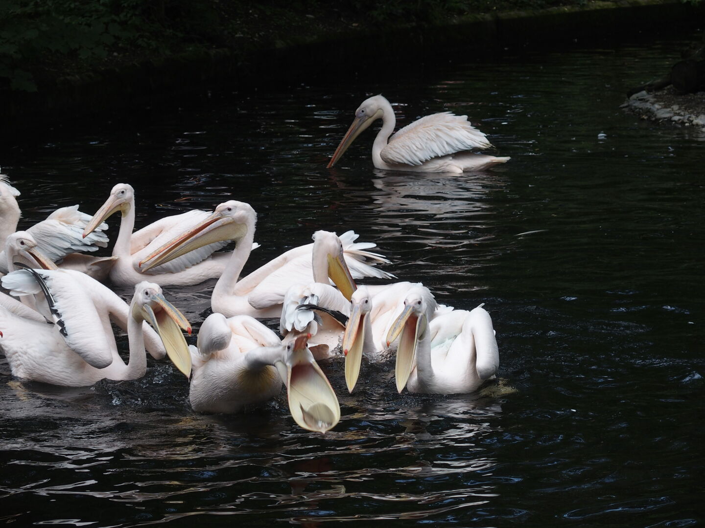 Am besten die Fische direkt ins Maul werfen!