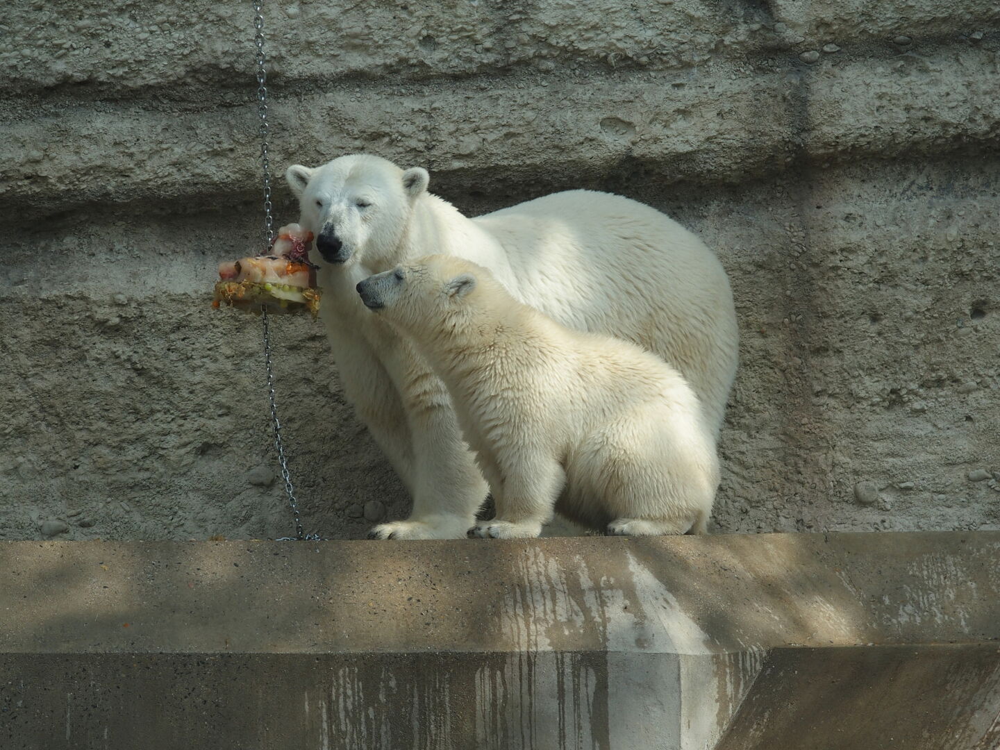 Eis-Torte f&uuml;r die Eisb&auml;ren!