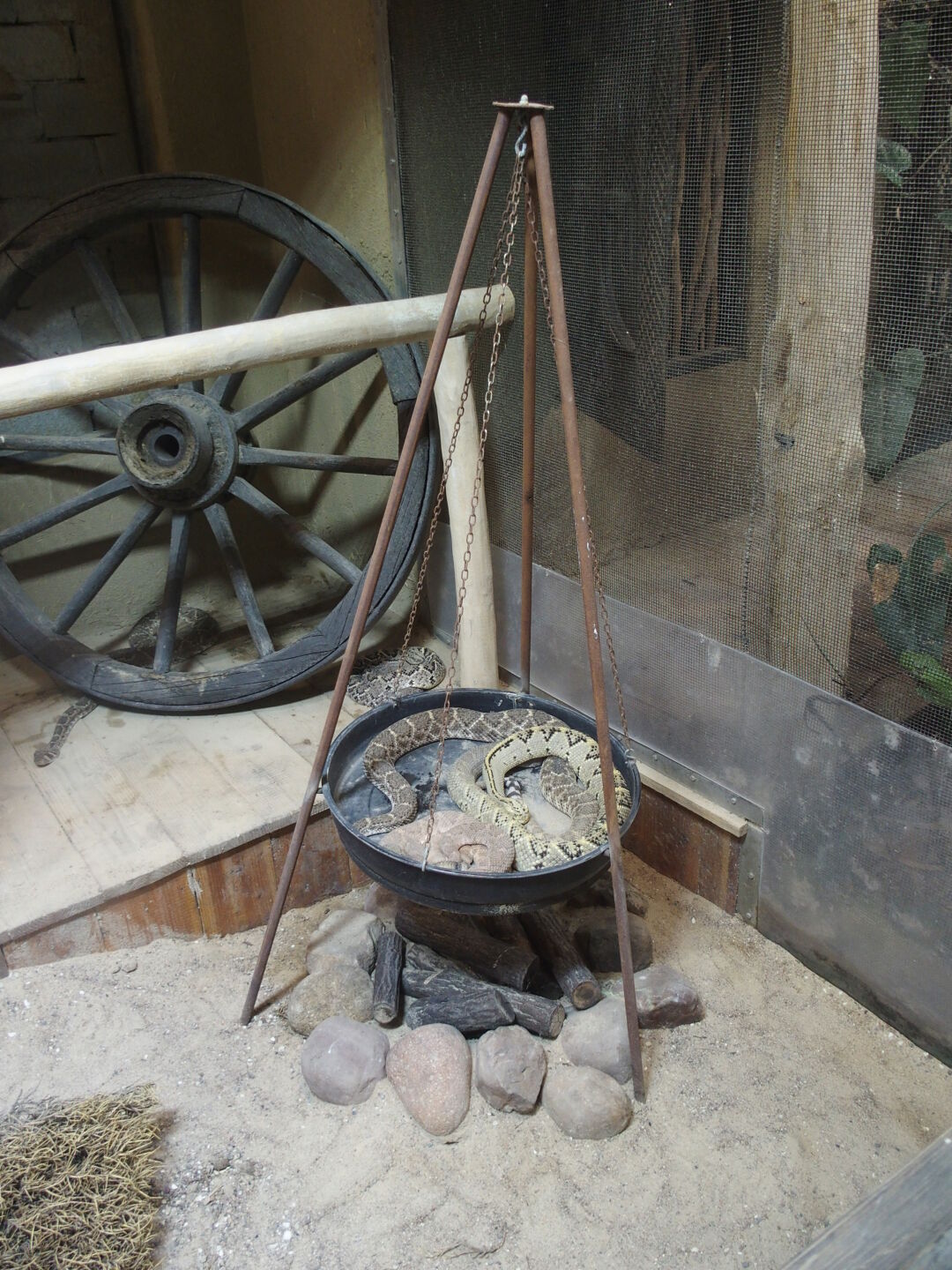 Klapperschlange vom Grill? Veröffentlicht mit freundlicher Genehmigung vom Tropen-Aquarium Hagenbeck.