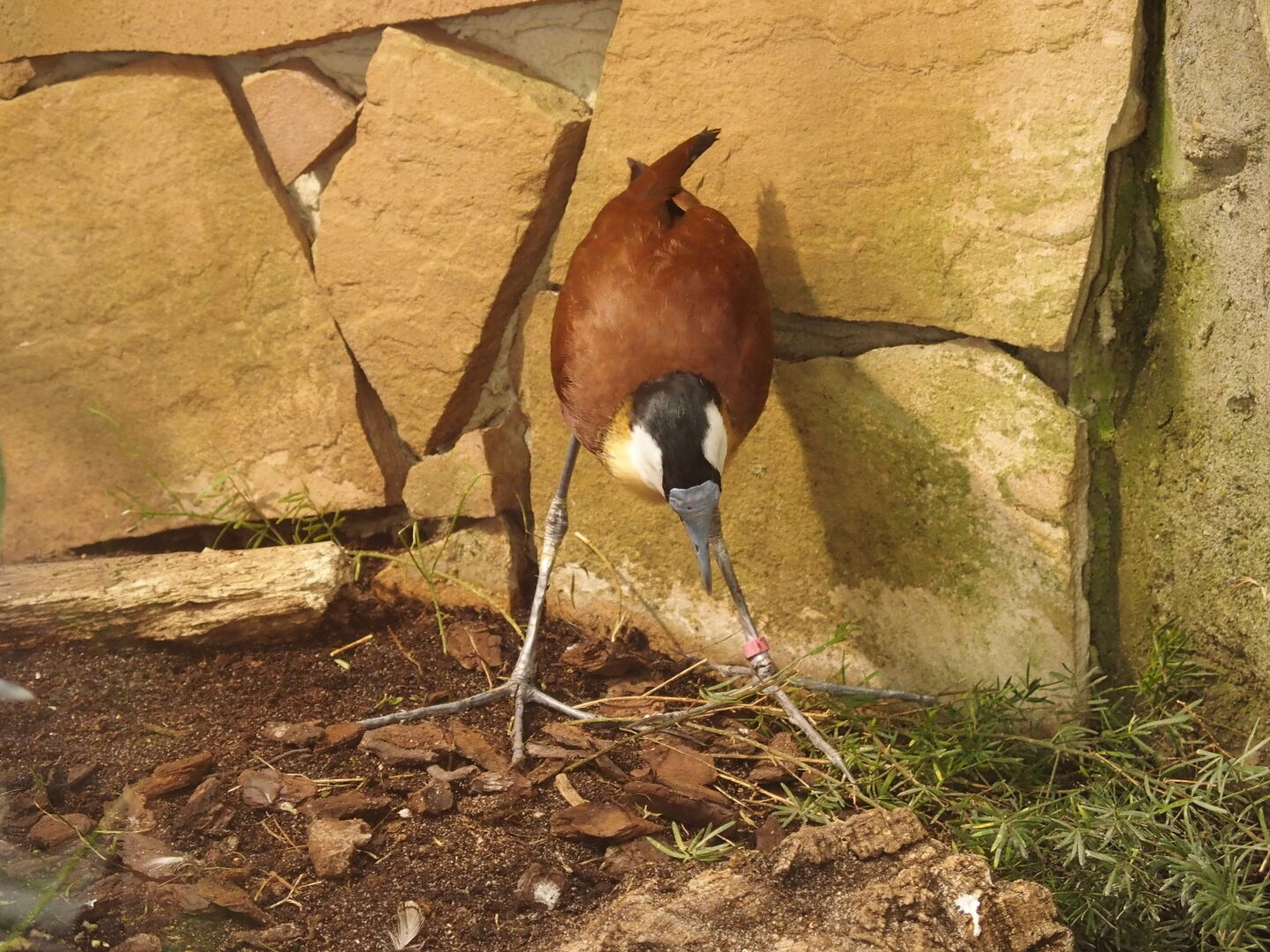 Wenn mir langweilig ist, starre ich auf meine F&uuml;&szlig;e. Veröffentlicht mit freundlicher Genehmigung vom Tierpark Hagenbeck.