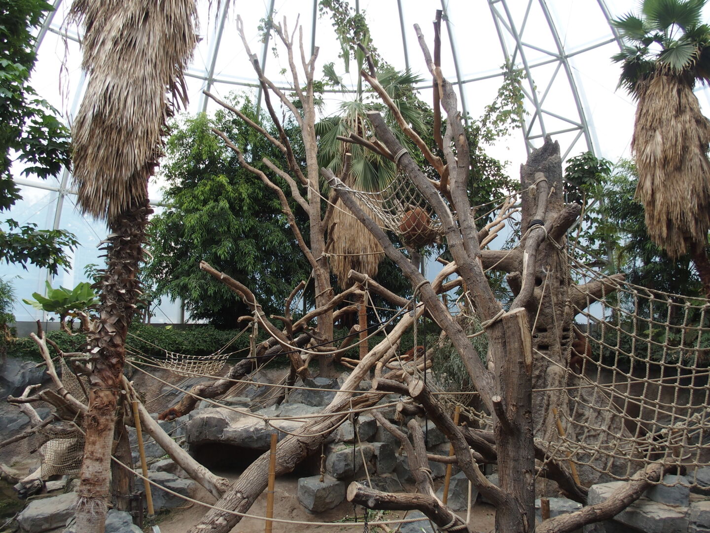 Im neuen Orang-Utan Haus. Veröffentlicht mit freundlicher Genehmigung vom Tierpark Hagenbeck.