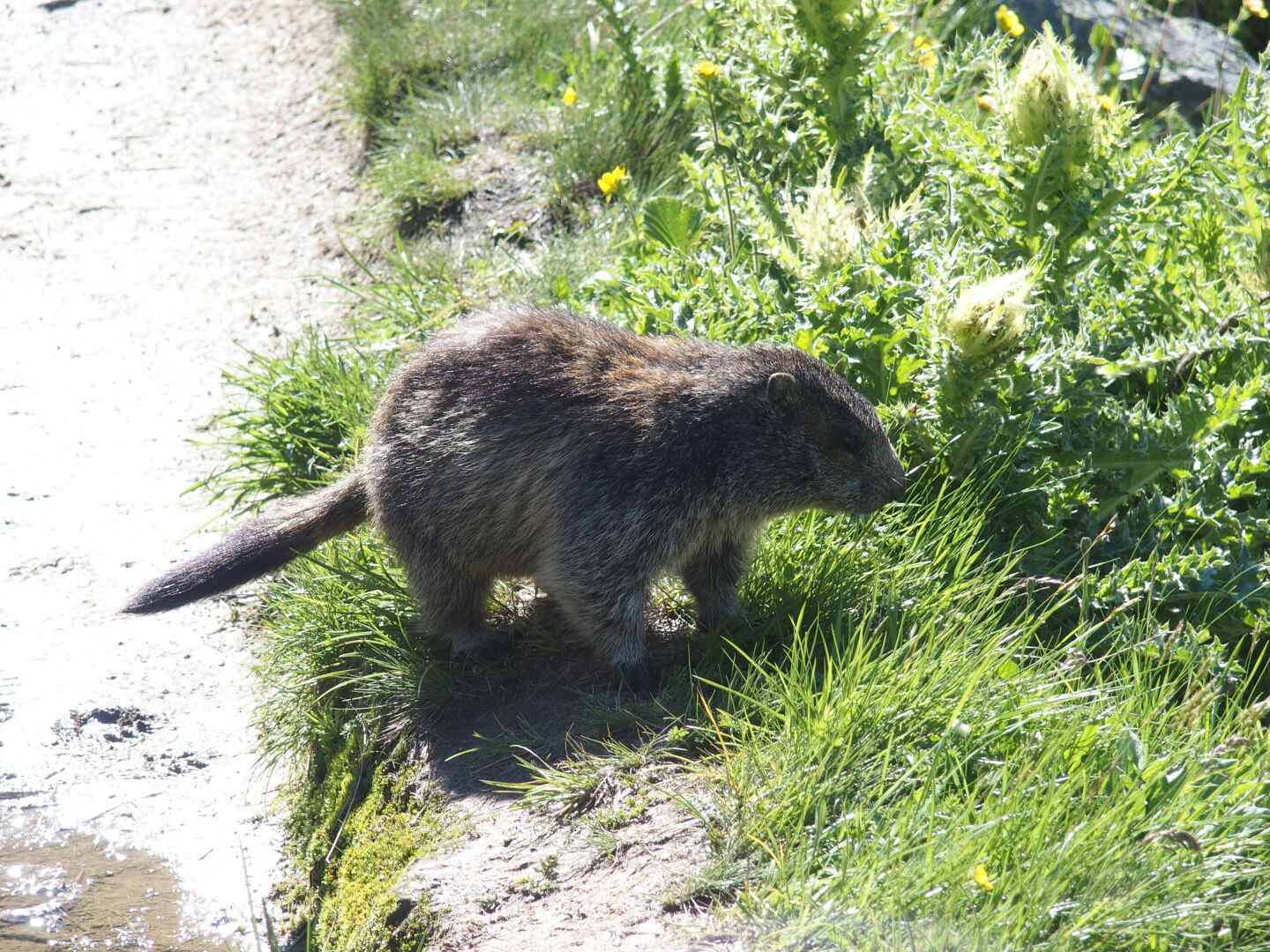 Das Maurerbachtal überhalb der Essener und Rostocker Hütte ist voller Murmeltiere.