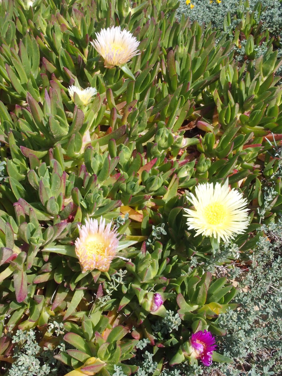 Überall sieht man interessante Blumen.