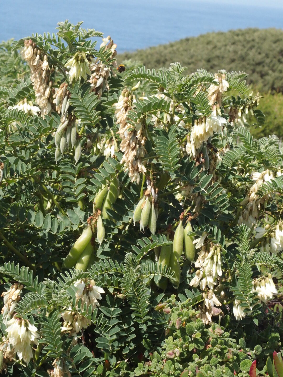 Überall sieht man interessante Blumen.