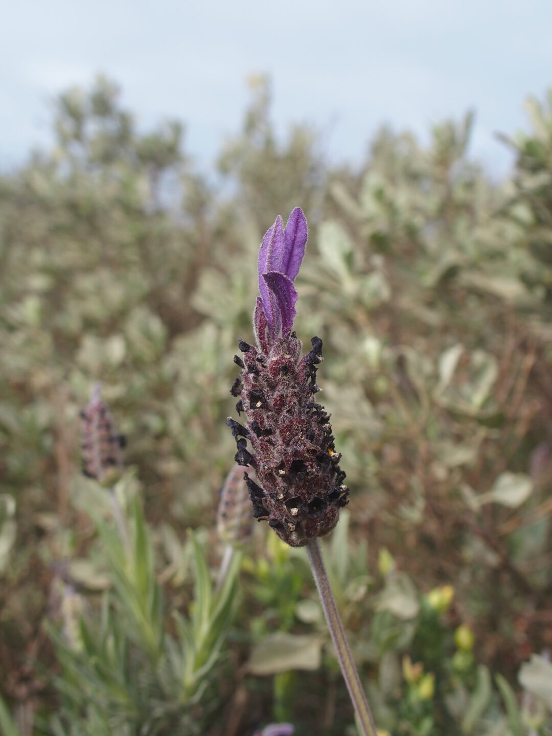Überall sieht man interessante Blumen.