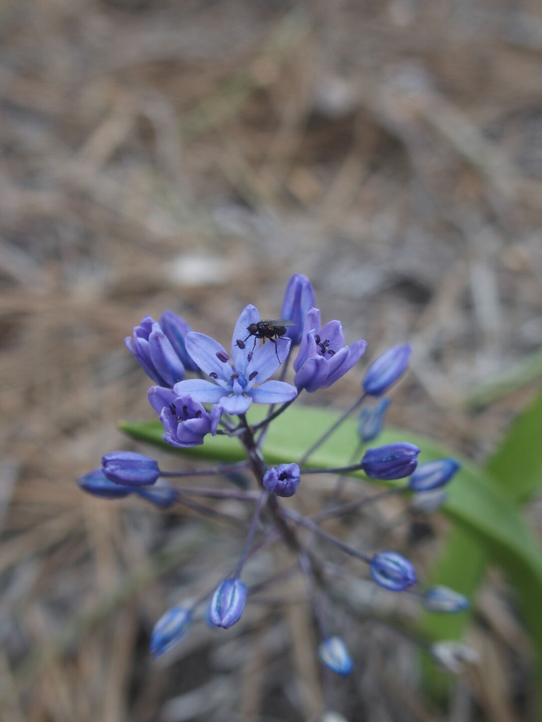 Überall sieht man interessante Blumen.