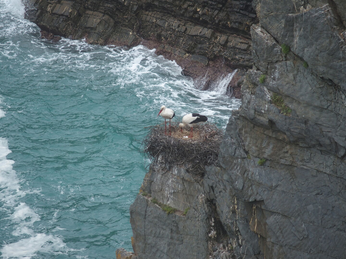 Störche nisten auf den Klippen.